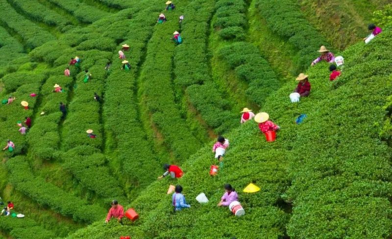 关于茶山春光无限好,茶农采茶增收忙!紫金7万亩蝉茶开采!的相关信息