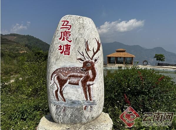 有关于绿春马鹿塘新村：茶产业带来新气象的新闻