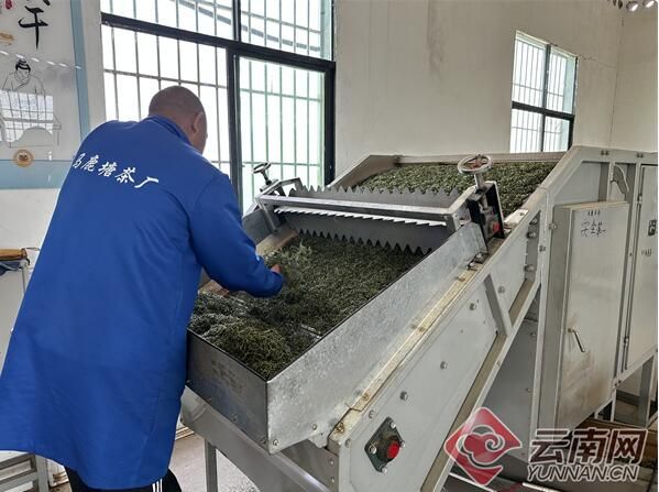 有关于绿春马鹿塘新村：茶产业带来新气象的新闻(5)