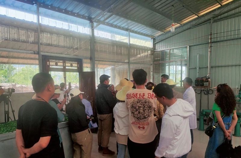 有关于思茅港镇寻味老安寨揭秘贡茶园暨老安寨2023年开采节如约而至！的相关内容(9)