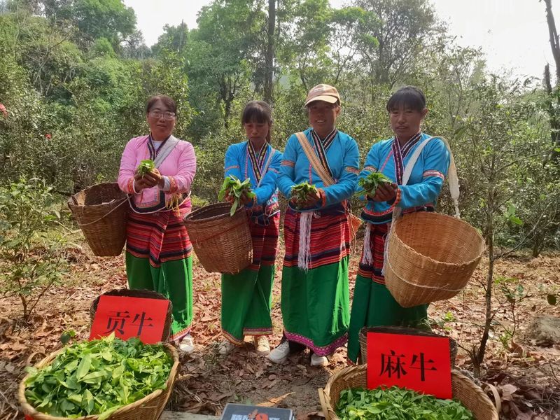 有关于思茅港镇寻味老安寨揭秘贡茶园暨老安寨2023年开采节如约而至！的相关内容(5)
