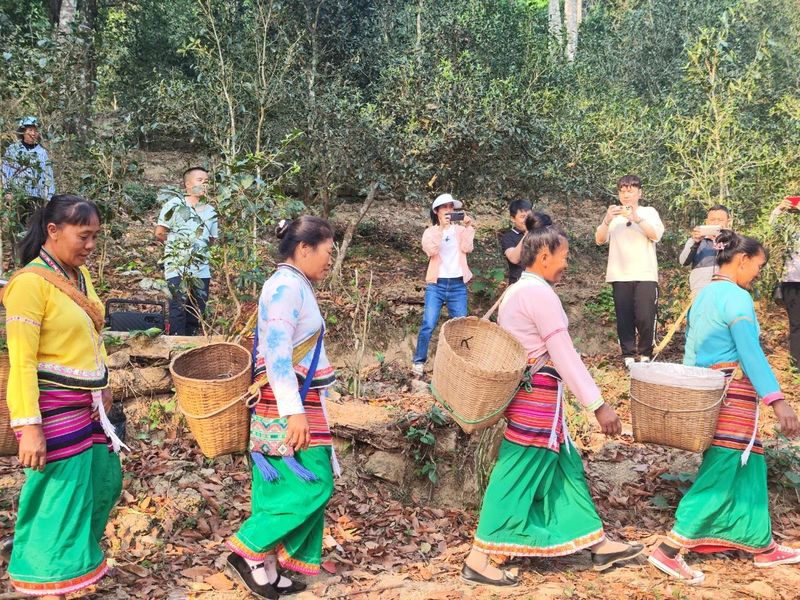 有关于思茅港镇寻味老安寨揭秘贡茶园暨老安寨2023年开采节如约而至！的相关内容(2)