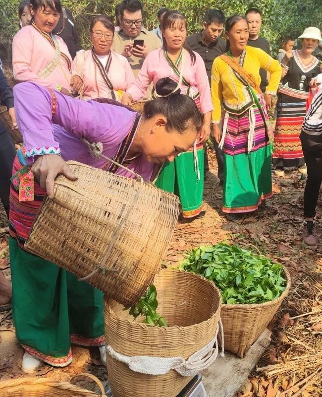 有关于思茅港镇寻味老安寨揭秘贡茶园暨老安寨2023年开采节如约而至！的相关内容(4)