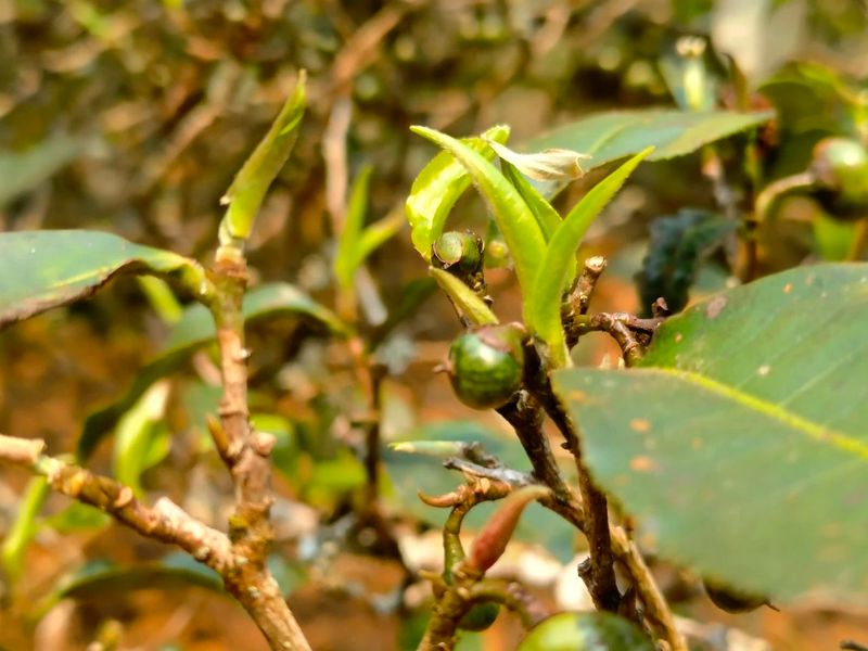 有关于思茅港镇寻味老安寨揭秘贡茶园暨老安寨2023年开采节如约而至！的相关内容(15)