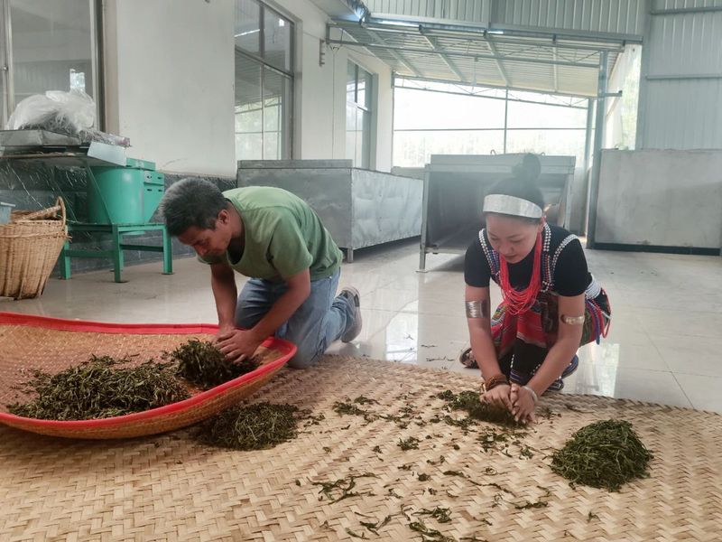 有关于思茅港镇寻味老安寨揭秘贡茶园暨老安寨2023年开采节如约而至！的相关内容(10)