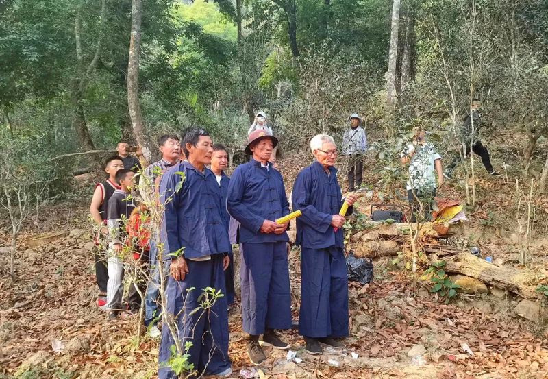 有关于思茅港镇寻味老安寨揭秘贡茶园暨老安寨2023年开采节如约而至！的相关内容(1)