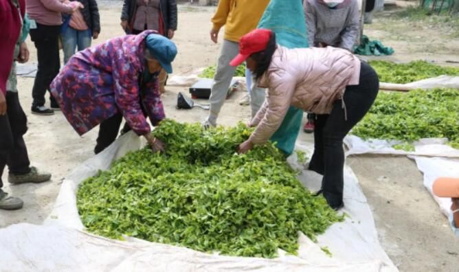 关于临沧凤庆县腰街乡:春茶丰收茶农笑的新闻