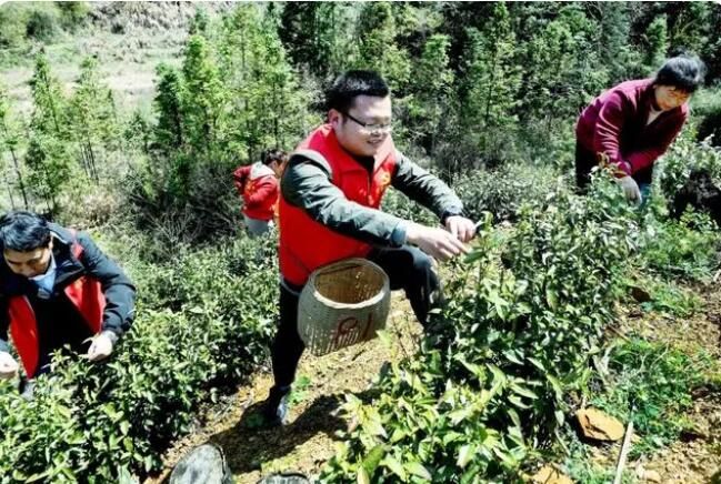 有关于江西上饶:喜采春茶助增收的相关内容(2)