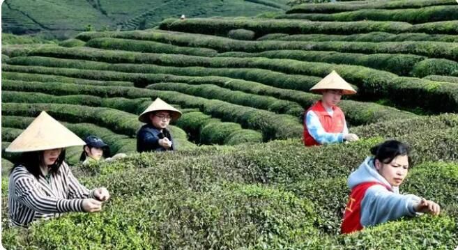 有关于江西上饶:喜采春茶助增收的相关内容(3)