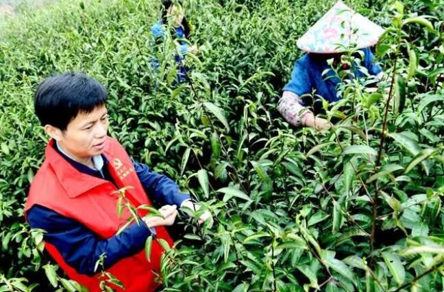 有关于江西上饶:喜采春茶助增收的相关内容(1)