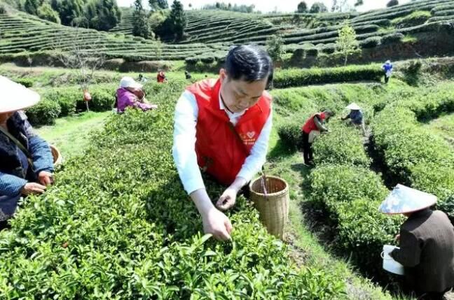 有关于江西上饶:喜采春茶助增收的相关内容