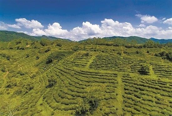 关于广东“小品种”茶纷纷“出圈”的信息