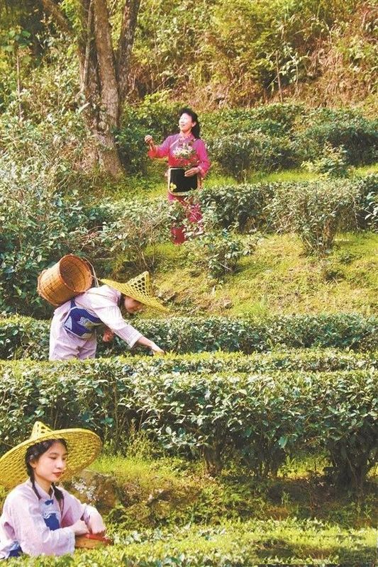 关于广东“小品种”茶纷纷“出圈”的信息(1)