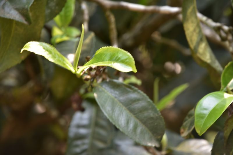 关于2023年砍盆箐古树春茶价格：10000-16000元的消息