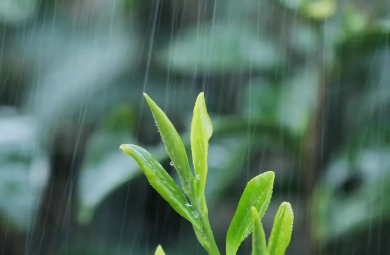 关于朴初故里，太美太湖！第二届大别山天华谷尖茶文化旅游节隆重举办的消息(10)