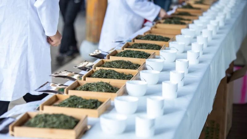 关于春到旺苍茶韵浓,采茶制茶各显神通的消息(8)