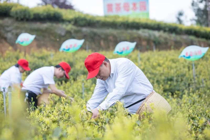关于春到旺苍茶韵浓,采茶制茶各显神通的消息(4)