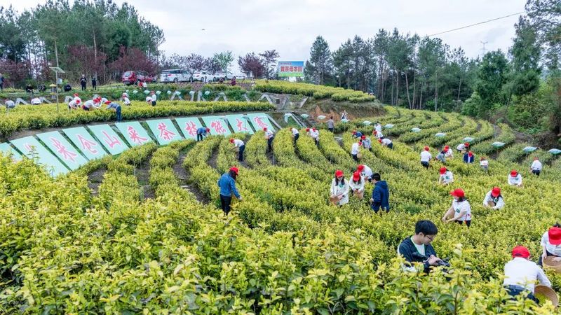 关于春到旺苍茶韵浓,采茶制茶各显神通的消息(2)