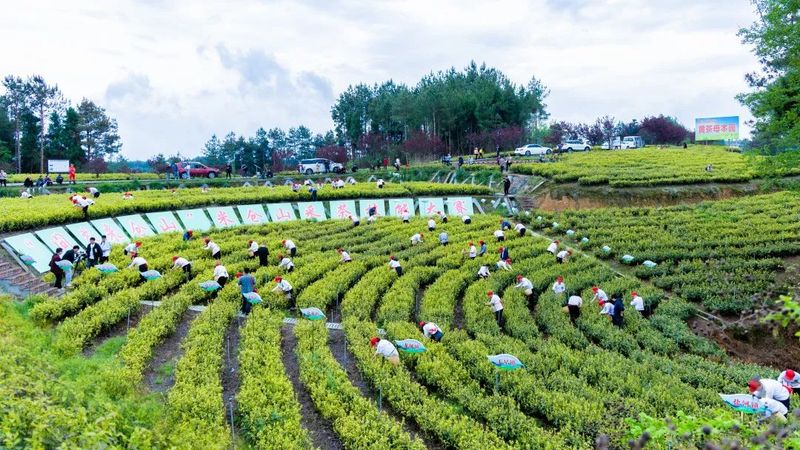 关于春到旺苍茶韵浓,采茶制茶各显神通的消息(10)