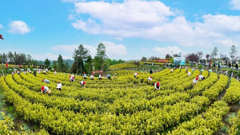 关于春到旺苍茶韵浓,采茶制茶各显神通的消息(1)