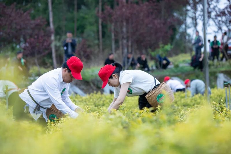 关于春到旺苍茶韵浓,采茶制茶各显神通的消息(3)