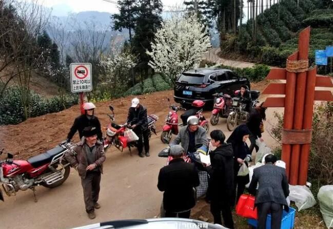 关于普安:茶园添新绿 春茶富山乡的新闻