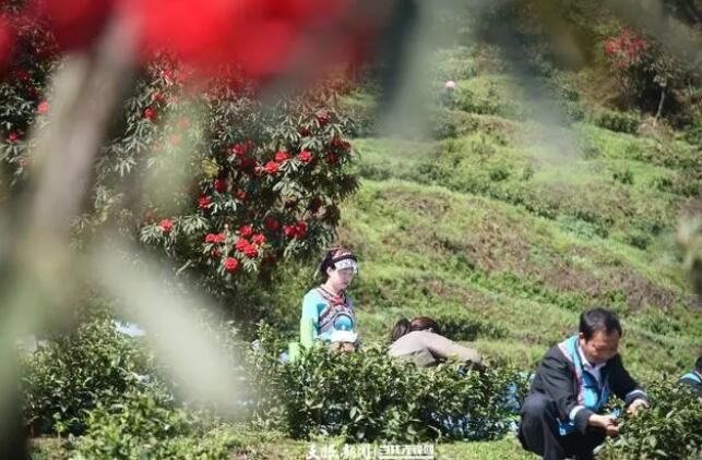 关于普安：茶园添新绿 春茶富山乡的新闻(2)