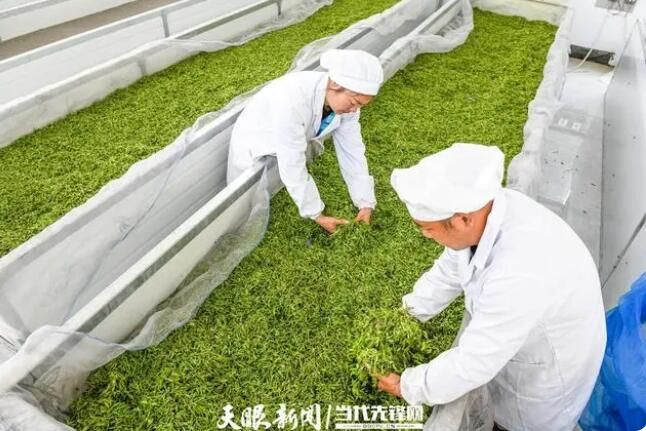 关于普安:茶园添新绿 春茶富山乡的新闻(1)