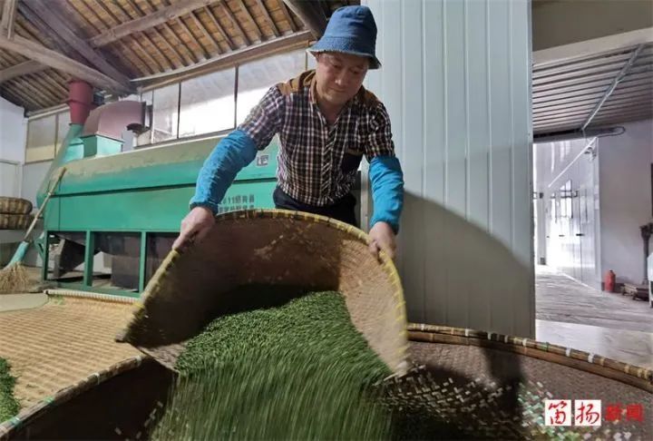 有关于柯桥茶叶“升值记”：一片绿叶子 撬动大市场的新闻