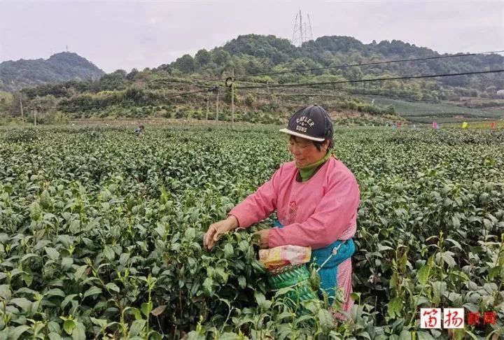 有关于柯桥茶叶“升值记”：一片绿叶子 撬动大市场的新闻(1)