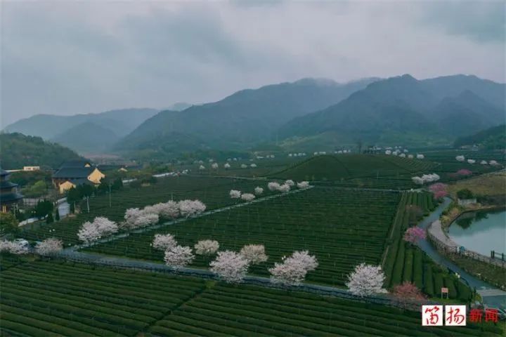 有关于柯桥茶叶“升值记”:一片绿叶子 撬动大市场的新闻(2)