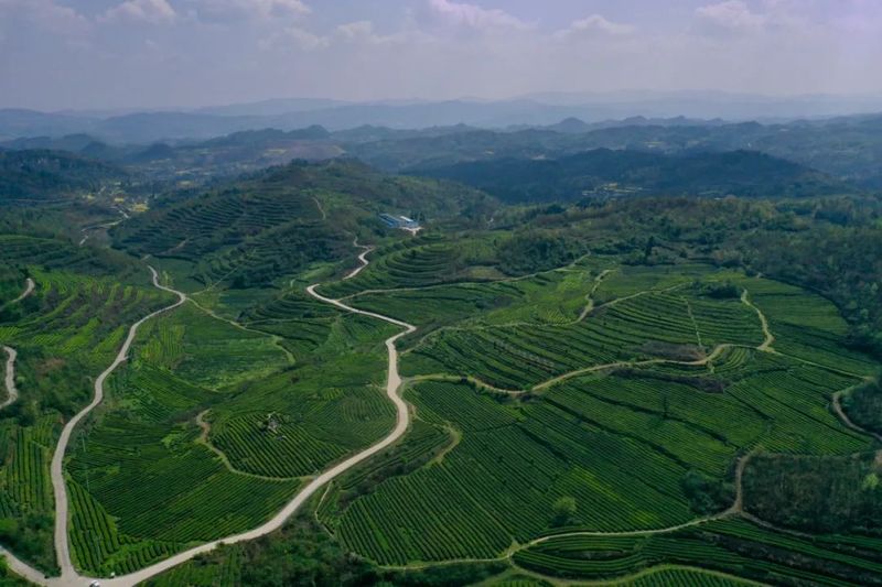 有关于金沙县清池镇“小茶叶”成就“大产业”的资讯