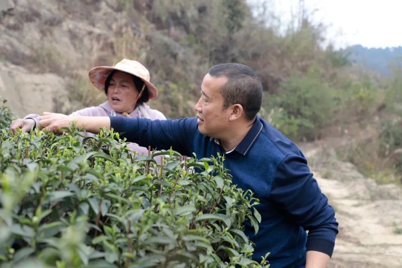 有关于金沙县清池镇“小茶叶”成就“大产业”的资讯(2)