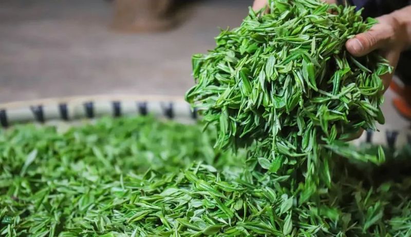 有关于金沙县清池镇“小茶叶”成就“大产业”的资讯(3)