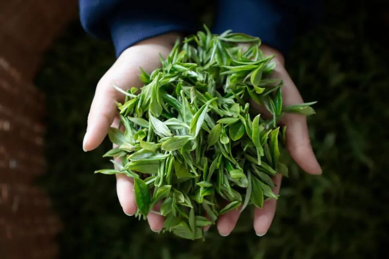 有关于金沙县清池镇“小茶叶”成就“大产业”的资讯(1)