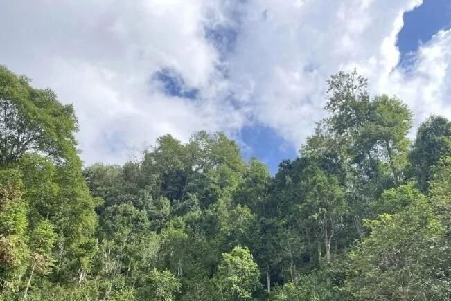 关于古林箐乡：古树茶飘香，茶农采摘忙的资讯