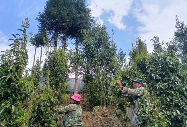 关于古林箐乡:古树茶飘香,茶农采摘忙的资讯(2)