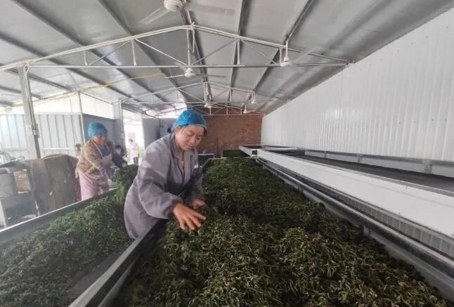 关于古林箐乡：古树茶飘香，茶农采摘忙的资讯(3)