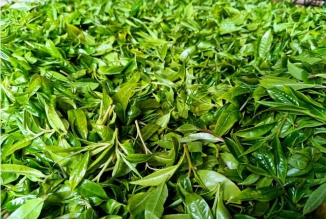 关于古林箐乡：古树茶飘香，茶农采摘忙的资讯(4)