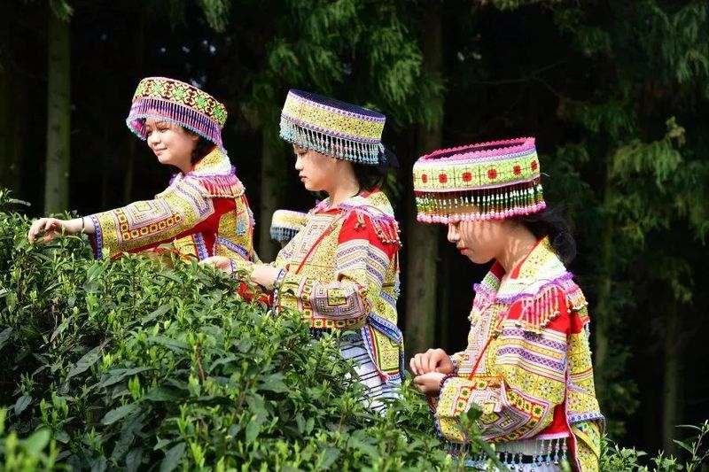 有关于胡继承在2023年美美观山湖第二届春茶开采季暨神鹊茶山茶旅文化月系列活动启动仪式上的致辞的消息(3)