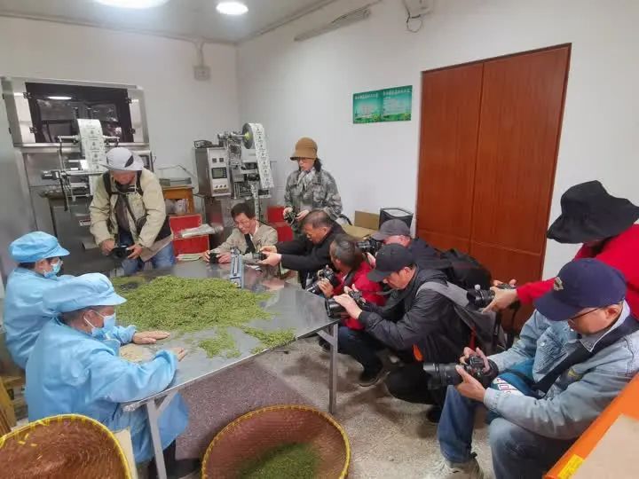 有关于“镇江茶”摄影大赛第一场采风活动走进江苏省现代农业高质量发展示范园的最新消息(6)