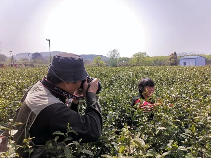 有关于“镇江茶”摄影大赛第一场采风活动走进江苏省现代农业高质量发展示范园的最新消息(2)