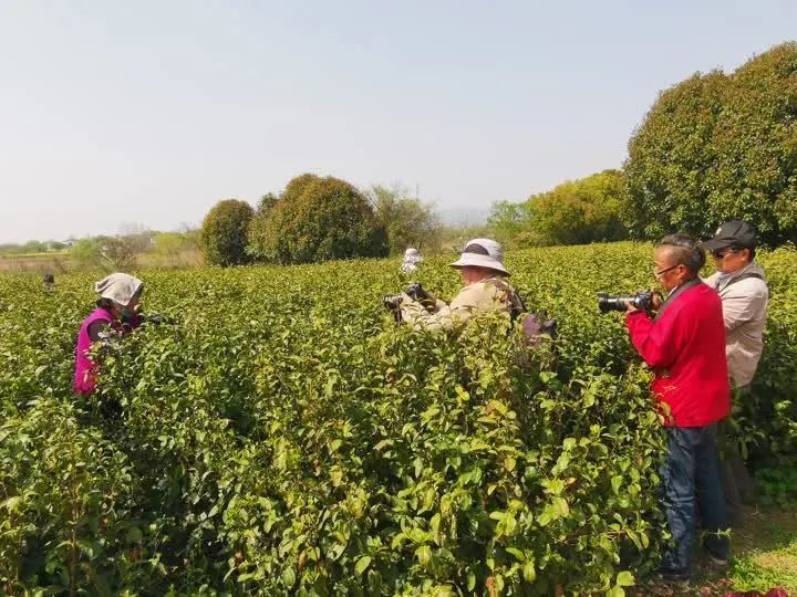 有关于“镇江茶”摄影大赛第一场采风活动走进江苏省现代农业高质量发展示范园的最新消息(1)