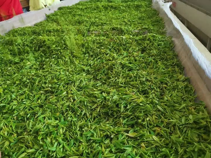 有关于“镇江茶”摄影大赛第一场采风活动走进江苏省现代农业高质量发展示范园的最新消息(4)