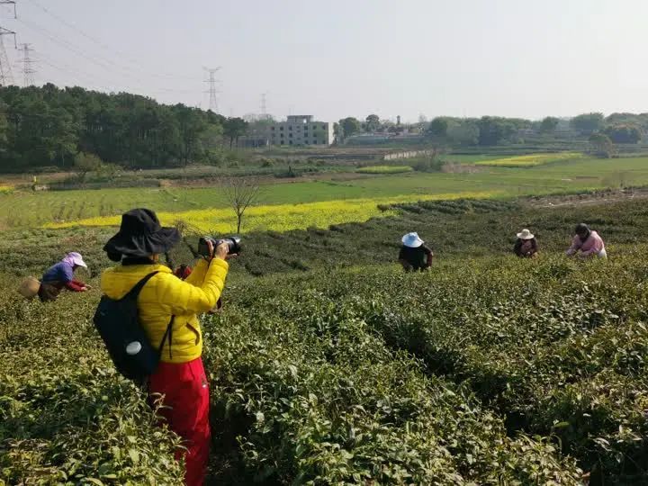 有关于“镇江茶”摄影大赛第一场采风活动走进江苏省现代农业高质量发展示范园的最新消息