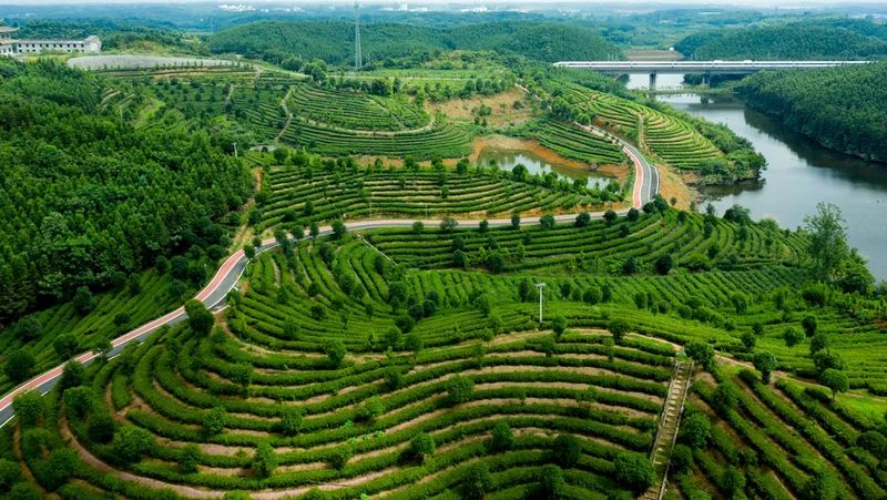 有关于一片叶子 富了一方 咸宁市茶产业联农带农富农观察的新闻