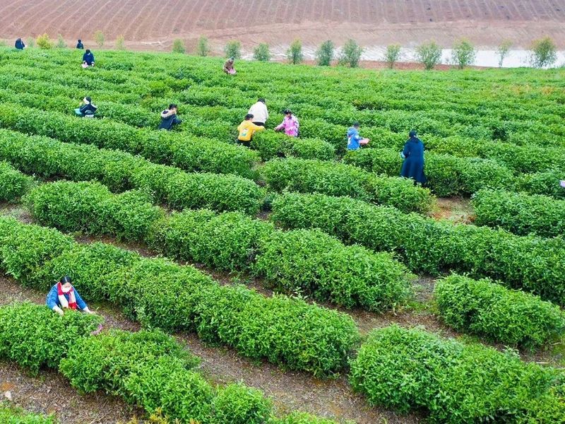 有关于一片叶子 富了一方 咸宁市茶产业联农带农富农观察的新闻(4)