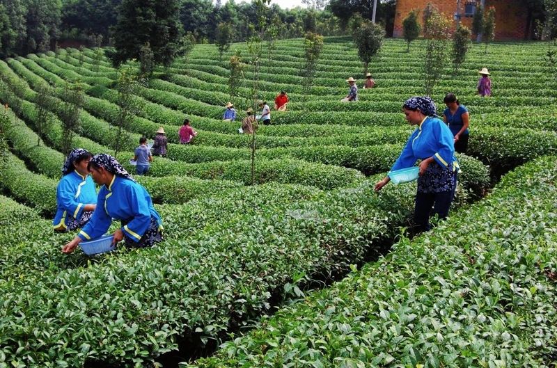 有关于一片叶子 富了一方 咸宁市茶产业联农带农富农观察的新闻(1)