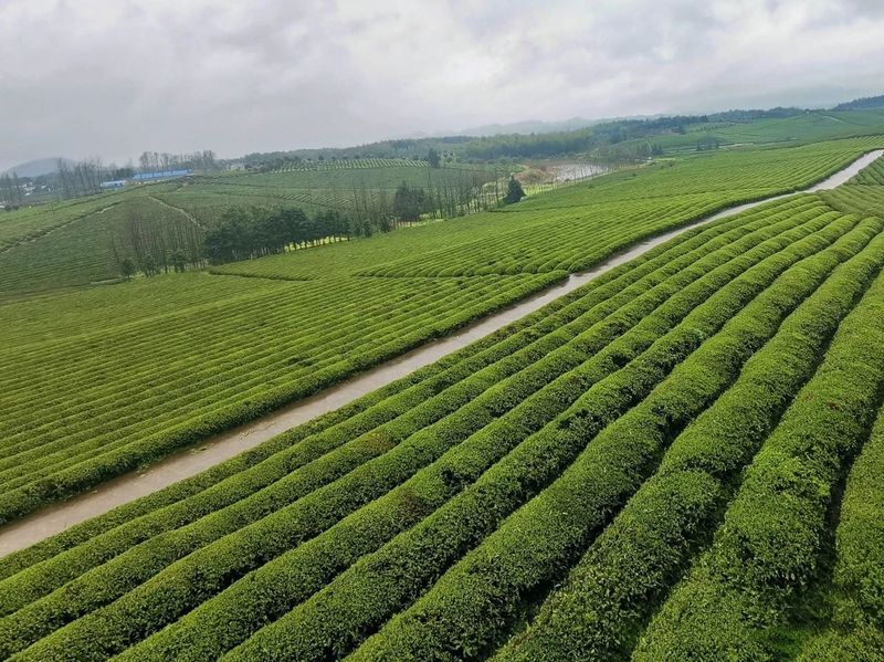 有关于一片叶子 富了一方 咸宁市茶产业联农带农富农观察的新闻(3)