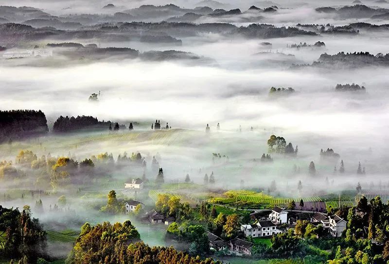 关于凤冈:标准化加工推动茶叶产业转型升级的信息